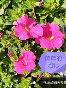 被休王妃一转眼嫁给了王爷的皇叔